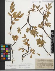 Foto von Salix glaucosericea Flod. x Salix retusa L.